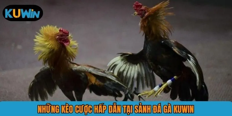 Những kèo cược hấp dẫn tại sảnh đá gà KUWIN
